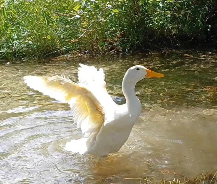 Ente im Wasser