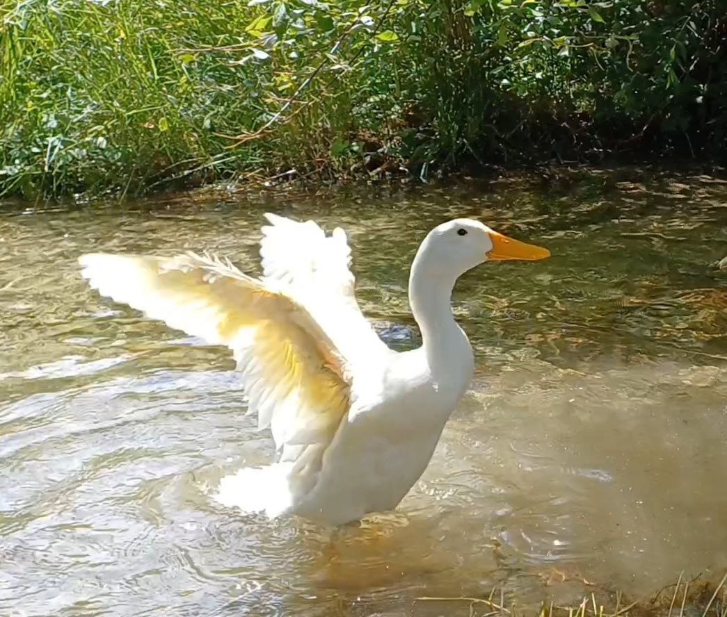 Ente im Wasser